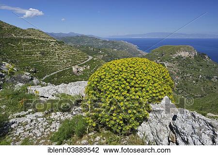 "Tree Spurge (Euphorbia dendroides), Province of Messina, Sicily, Italy, Europe" View Large Photo Image Stock Image - "Tree Spurge (Euphorbia dendroides), Province of Messina, Sicily, Italy, Europe". Fotosearch