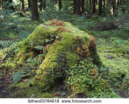 "Tree stump in the forest, host for mosses (Bryophyta), clover (Trifolium), ferns, Male Fern (Dryopteris filix-mas) and Glistening Ink-cap mushrooms (Coprinus micaceus), Tabarz, Thuringian Forest, Thuringia, Germany, Europe" View Large Photo Image Stock Photo - "Tree stump in the forest, host for mosses (Bryophyta), clover (Trifolium), ferns, Male Fern (Dryopteris filix-mas) and Glistening Ink-cap mushrooms (Coprinus micaceus), Tabarz, Thuringian Forest, Thuringia, Germany, Europe". Fotosearch