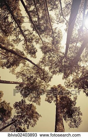 Tree tops against sunlight View Large Photo Image Stock Image - Tree tops against sunlight. Fotosearch