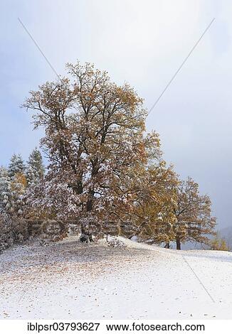 "Tree with autumn leaves and snow, Windegg, Tulfes, Inn Valley, Tyrol, Austria, Europe" View Large Photo Image Stock Photo - "Tree with autumn leaves and snow, Windegg, Tulfes, Inn Valley, Tyrol, Austria, Europe". Fotosearch