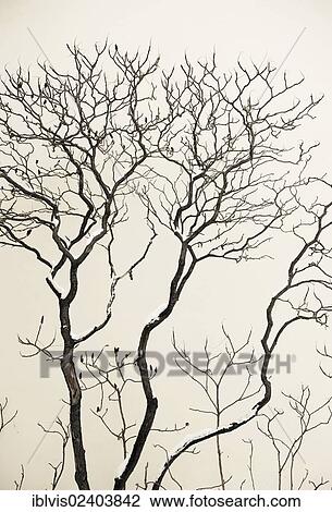 Tree with snow View Large Photo Image Stock Image - Tree with snow. Fotosearch