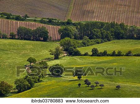 Stock Image - "Trees and fields, Montefollonico, Tuscany, Italy, Europe". Fotosearch