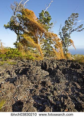 "Trees and frozen lava in the HawaiÊ»i Volcanoes National Park, Big Island, Hawaii, United States, North America" View Large Photo Image Stock Image - "Trees and frozen lava in the HawaiÊ»i Volcanoes National Park, Big Island, Hawaii, United States, North America". Fotosearch