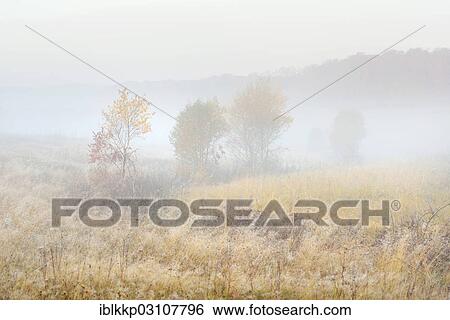 "Trees and shrubs in a meadow in the morning fog, Stiege, Oberharz am Brocken, Saxony-Anhalt, Germany, Europe" View Large Photo Image Stock Photograph - "Trees and shrubs in a meadow in the morning fog, Stiege, Oberharz am Brocken, Saxony-Anhalt, Germany, Europe". Fotosearch