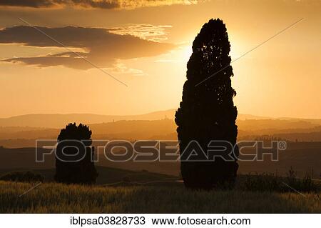 "Trees at sunset in front of the hills of Crete Senesi, Tuscany, Italy, Europe" View Large Photo Image Stock Image - "Trees at sunset in front of the hills of Crete Senesi, Tuscany, Italy, Europe". Fotosearch