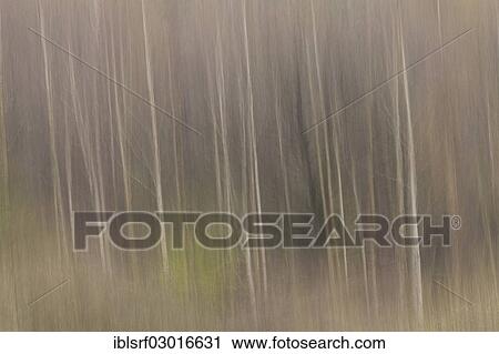 "Trees, blurred, Donche Nature Reserve, Kassel, Hesse, Germany, Europe" View Large Photo Image Stock Image - "Trees, blurred, Donche Nature Reserve, Kassel, Hesse, Germany, Europe". Fotosearch