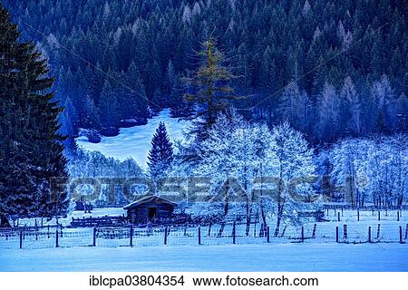 Picture - "Trees covered in hoarfrost in Gschnitztal Valley, Tyrol, Austria, Europe". Fotosearch