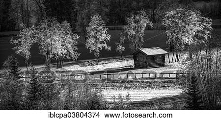 Picture - "Trees covered in hoarfrost in Gschnitztal Valley, Tyrol, Austria, Europe". Fotosearch