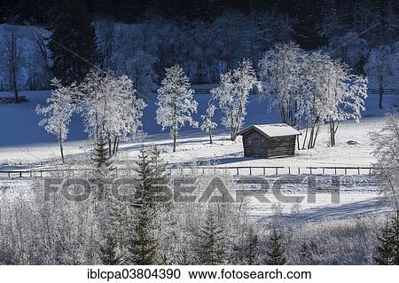 "Trees covered in hoarfrost in Gschnitztal Valley, Tyrol, Austria, Europe" View Large Photo Image Stock Image - "Trees covered in hoarfrost in Gschnitztal Valley, Tyrol, Austria, Europe". Fotosearch