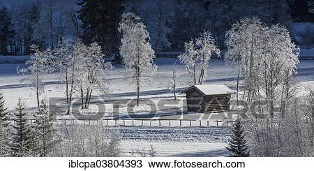"Trees covered in hoarfrost in Gschnitztal Valley, Tyrol, Austria, Europe" View Large Photo Image Stock Image - "Trees covered in hoarfrost in Gschnitztal Valley, Tyrol, Austria, Europe". Fotosearch