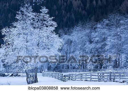 "Trees covered in hoarfrost in Gschnitztal Valley, Tyrol, Austria, Europe" View Large Photo Image Stock Photo - "Trees covered in hoarfrost in Gschnitztal Valley, Tyrol, Austria, Europe". Fotosearch