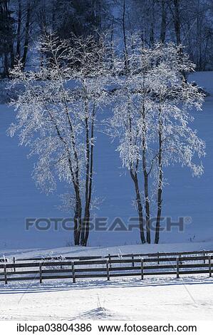 "Trees covered in hoarfrost in Gschnitztal Valley, Tyrol, Austria, Europe" View Large Photo Image Stock Photograph - "Trees covered in hoarfrost in Gschnitztal Valley, Tyrol, Austria, Europe". Fotosearch