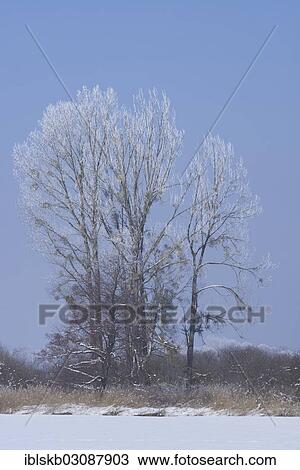 "Trees covered with hoarfrost in a winter landscape, Diessen, Upper Bavaria, Bavaria, Germany, Europe" View Large Photo Image Stock Image - "Trees covered with hoarfrost in a winter landscape, Diessen, Upper Bavaria, Bavaria, Germany, Europe". Fotosearch
