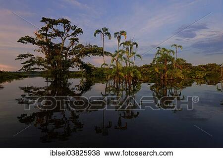 "Trees, dusk, Rio Cuyabeno, Cuyabeno River, Ecuador, South America" View Large Photo Image Stock Photo - "Trees, dusk, Rio Cuyabeno, Cuyabeno River, Ecuador, South America". Fotosearch