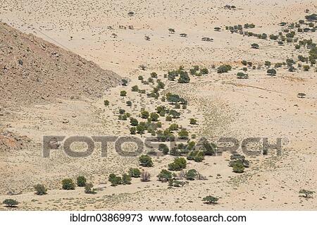"Trees growing in a riverbed that winds through the Namib Desert, Aus, Karas, Namibia, Africa" View Large Photo Image Stock Image - "Trees growing in a riverbed that winds through the Namib Desert, Aus, Karas, Namibia, Africa". Fotosearch
