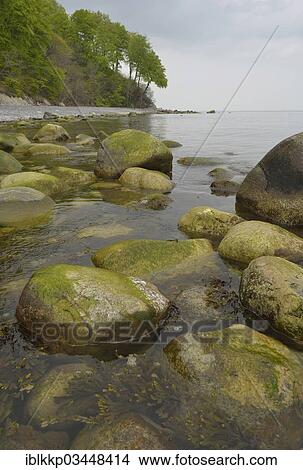 Picture - "Trees growing on the steep coast with chalk cliffs, Jasmund National Park, Dranske, Rugen, Mecklenburg-Western Pomerania, Germany, Europe". Fotosearch