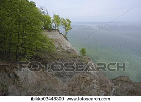 "Trees growing on the steep coast with chalk cliffs, Jasmund National Park, Dranske, Rugen, Mecklenburg-Western Pomerania, Germany, Europe" View Large Photo Image Stock Photo - "Trees growing on the steep coast with chalk cliffs, Jasmund National Park, Dranske, Rugen, Mecklenburg-Western Pomerania, Germany, Europe". Fotosearch