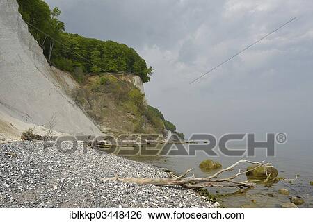 "Trees growing on the steep coast with chalk cliffs, Jasmund National Park, Dranske, Rugen, Mecklenburg-Western Pomerania, Germany, Europe" View Large Photo Image Stock Photograph - "Trees growing on the steep coast with chalk cliffs, Jasmund National Park, Dranske, Rugen, Mecklenburg-Western Pomerania, Germany, Europe". Fotosearch