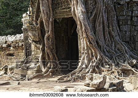 Stock Photo - "Trees growing over a gate at the temple of Ta Som, Ta Som, Siem Reap, Siem Reap Province, Cambodia, Asia". Fotosearch