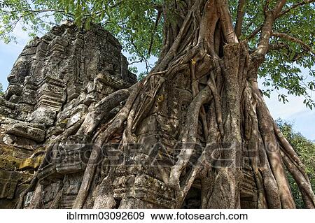 "Trees growing over a gate at the temple of Ta Som, Ta Som, Siem Reap, Siem Reap Province, Cambodia, Asia" View Large Photo Image Stock Photo - "Trees growing over a gate at the temple of Ta Som, Ta Som, Siem Reap, Siem Reap Province, Cambodia, Asia". Fotosearch