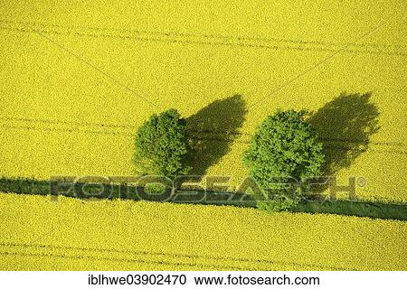 "Trees in a field of rape, aerial view, Schleswig-Holstein, Germany, Europe" View Large Photo Image Stock Image - "Trees in a field of rape, aerial view, Schleswig-Holstein, Germany, Europe". Fotosearch