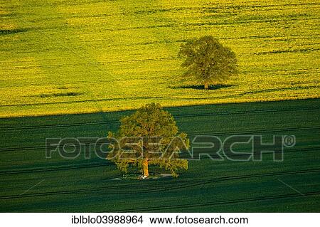 "Trees in a green field and a flowering rape feed, Robel Muritz, Mecklenburg-Western Pomerania, Germany, Europe" View Large Photo Image Picture - "Trees in a green field and a flowering rape feed, Robel Muritz, Mecklenburg-Western Pomerania, Germany, Europe". Fotosearch