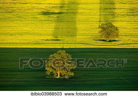 "Trees in a green field and a flowering rape feed, Robel Muritz, Mecklenburg-Western Pomerania, Germany, Europe" View Large Photo Image Stock Image - "Trees in a green field and a flowering rape feed, Robel Muritz, Mecklenburg-Western Pomerania, Germany, Europe". Fotosearch