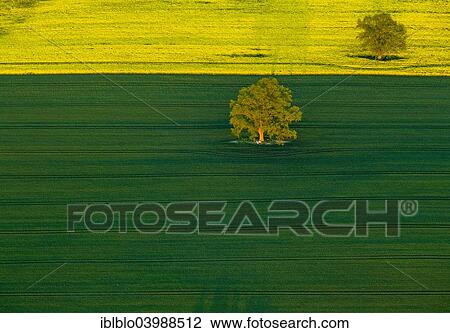 "Trees in a green field and a flowering rape feed, Robel Muritz, Mecklenburg-Western Pomerania, Germany, Europe" View Large Photo Image Stock Image - "Trees in a green field and a flowering rape feed, Robel Muritz, Mecklenburg-Western Pomerania, Germany, Europe". Fotosearch