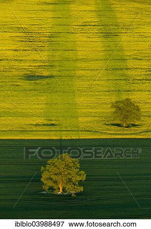 "Trees in a green field and a flowering rape feed, Robel Muritz, Mecklenburg-Western Pomerania, Germany, Europe" View Large Photo Image Stock Photo - "Trees in a green field and a flowering rape feed, Robel Muritz, Mecklenburg-Western Pomerania, Germany, Europe". Fotosearch