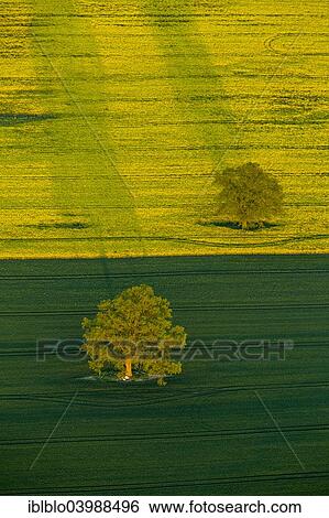 "Trees in a green field and a flowering rape feed, Robel Muritz, Mecklenburg-Western Pomerania, Germany, Europe" View Large Photo Image Stock Photograph - "Trees in a green field and a flowering rape feed, Robel Muritz, Mecklenburg-Western Pomerania, Germany, Europe". Fotosearch