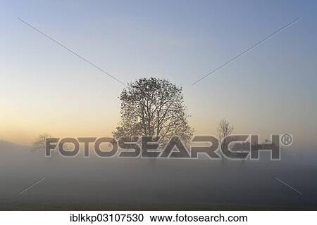"Trees in a meadow in the morning fog, Stiege, Oberharz am Brocken, Saxony-Anhalt, Germany, Europe" View Large Photo Image Stock Image - "Trees in a meadow in the morning fog, Stiege, Oberharz am Brocken, Saxony-Anhalt, Germany, Europe". Fotosearch