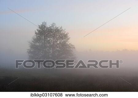 "Trees in a meadow in the morning fog, Stiege, Oberharz am Brocken, Saxony-Anhalt, Germany, Europe" View Large Photo Image Stock Photo - "Trees in a meadow in the morning fog, Stiege, Oberharz am Brocken, Saxony-Anhalt, Germany, Europe". Fotosearch