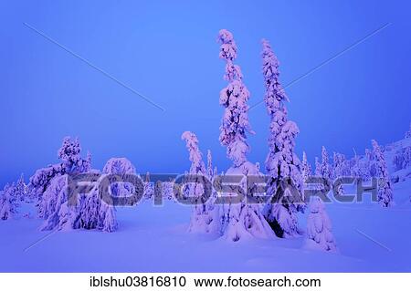 Stock Image - "Trees in a snow-covered winter landscape, Iso Syote, Lapland, Finland, Europe". Fotosearch