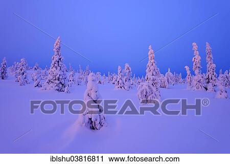 "Trees in a snow-covered winter landscape, Iso Syote, Lapland, Finland, Europe" View Large Photo Image Stock Image - "Trees in a snow-covered winter landscape, Iso Syote, Lapland, Finland, Europe". Fotosearch