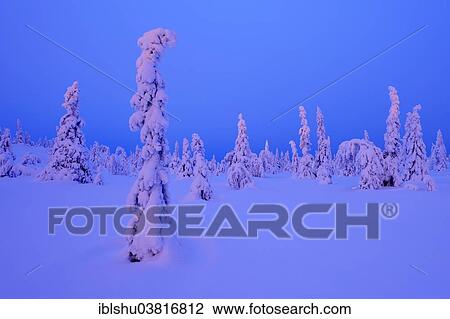 Stock Image - "Trees in a snow-covered winter landscape, Iso Syote, Lapland, Finland, Europe". Fotosearch