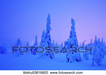 "Trees in a snow-covered winter landscape, Iso Syote, Lapland, Finland, Europe" View Large Photo Image Stock Image - "Trees in a snow-covered winter landscape, Iso Syote, Lapland, Finland, Europe". Fotosearch