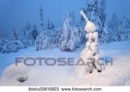 "Trees in a snow-covered winter landscape, Iso Syote, Lapland, Finland, Europe" View Large Photo Image Stock Image - "Trees in a snow-covered winter landscape, Iso Syote, Lapland, Finland, Europe". Fotosearch