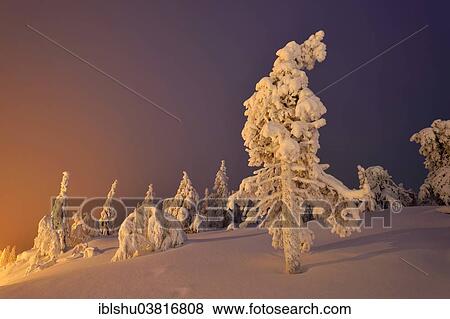 "Trees in a snow-covered winter landscape, Iso Syote, Lapland, Finland, Europe" View Large Photo Image Stock Photo - "Trees in a snow-covered winter landscape, Iso Syote, Lapland, Finland, Europe". Fotosearch