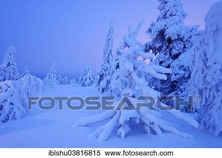 Stock Photography - "Trees in a snow-covered winter landscape, Iso Syote, Lapland, Finland, Europe". Fotosearch