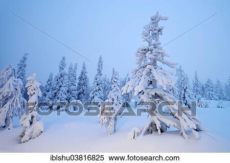 Stock Photography - "Trees in a snow-covered winter landscape, Iso Syote, Lapland, Finland, Europe". Fotosearch