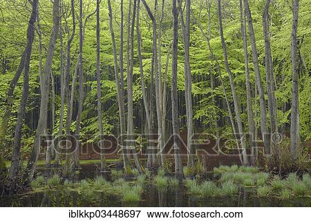 "Trees in a swamp, bog, Binz, Mecklenburg-Western Pomerania, Germany, Europe" View Large Photo Image Stock Photo - "Trees in a swamp, bog, Binz, Mecklenburg-Western Pomerania, Germany, Europe". Fotosearch