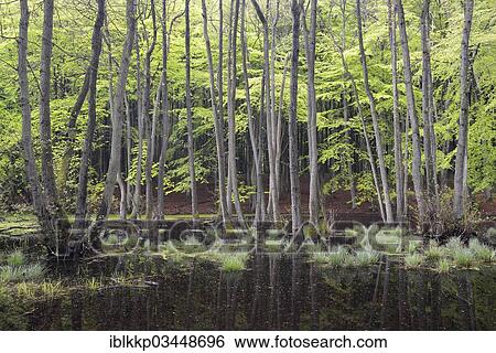 "Trees in a swamp, bog, Binz, Mecklenburg-Western Pomerania, Germany, Europe" View Large Photo Image Stock Photograph - "Trees in a swamp, bog, Binz, Mecklenburg-Western Pomerania, Germany, Europe". Fotosearch