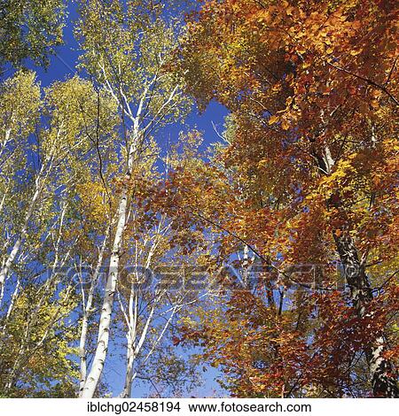 "Trees in autumn colours, New England, United States, North America" View Large Photo Image Picture - "Trees in autumn colours, New England, United States, North America". Fotosearch