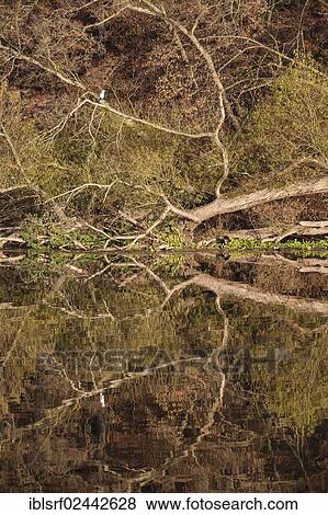 "Trees in autumn reflected in water, Hesse, Germany, Europe" View Large Photo Image Stock Photo - "Trees in autumn reflected in water, Hesse, Germany, Europe". Fotosearch