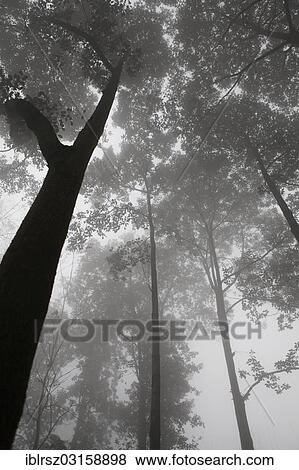 "Trees in fog, Chengdu, China, People's Republic of China, Asia" View Large Photo Image Stock Photo - "Trees in fog, Chengdu, China, People's Republic of China, Asia". Fotosearch
