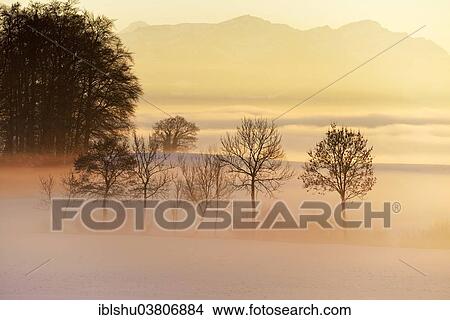 Picture - "Trees in the fog, Canton of Aargau, Switzerland, Europe". Fotosearch