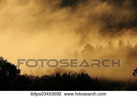 "Trees in the morning fog, Laurentian Mountains, Quebec Province, Canada, North America" View Large Photo Image Stock Image - "Trees in the morning fog, Laurentian Mountains, Quebec Province, Canada, North America". Fotosearch