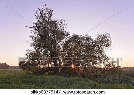 "Trees in the morning, Middle Elbe Biosphere Reserve near Dessau, Saxony-Anhalt, Germany, Europe" View Large Photo Image Stock Photo - "Trees in the morning, Middle Elbe Biosphere Reserve near Dessau, Saxony-Anhalt, Germany, Europe". Fotosearch