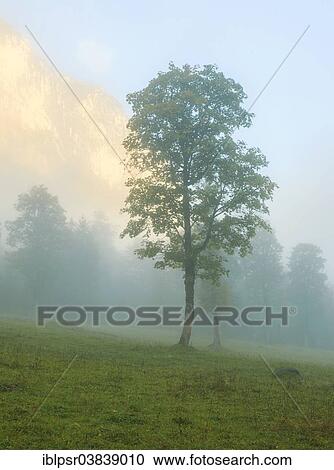 "Trees in the morning mist, Ahornboden, Hinterriss, Tyrol, Austria, Europe" View Large Photo Image Stock Image - "Trees in the morning mist, Ahornboden, Hinterriss, Tyrol, Austria, Europe". Fotosearch