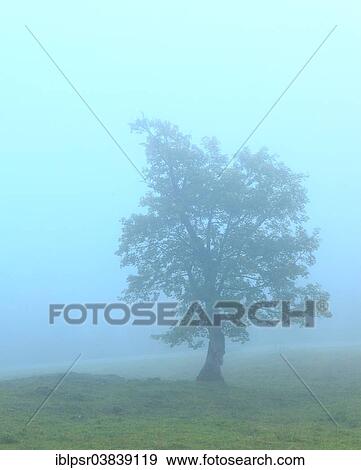 "Trees in the morning mist, Ahornboden, Hinterriss, Tyrol, Austria, Europe" View Large Photo Image Stock Photo - "Trees in the morning mist, Ahornboden, Hinterriss, Tyrol, Austria, Europe". Fotosearch